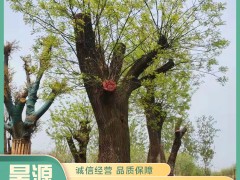 树干病虫害防治的四个方法