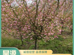 提高苗木移栽成活率的关键技术