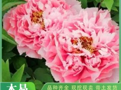 夏日牡丹的养护要注意哪些问题