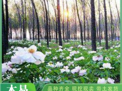 介绍牡丹苗的嫁接技巧