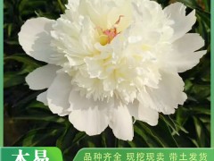 芍药价值介绍