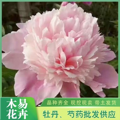 观赏芍药图3