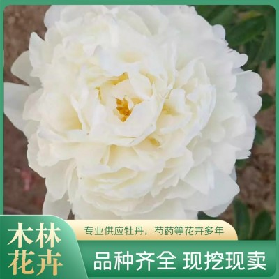 观赏芍药图3