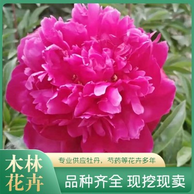 观赏芍药图4