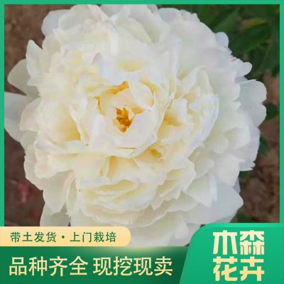 观赏芍药图3