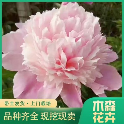 观赏芍药图2