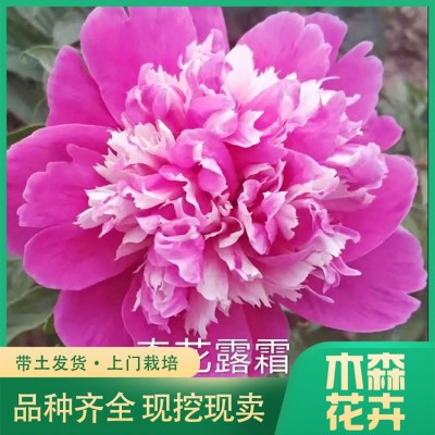 观赏芍药图5