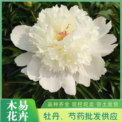 观赏芍药图5