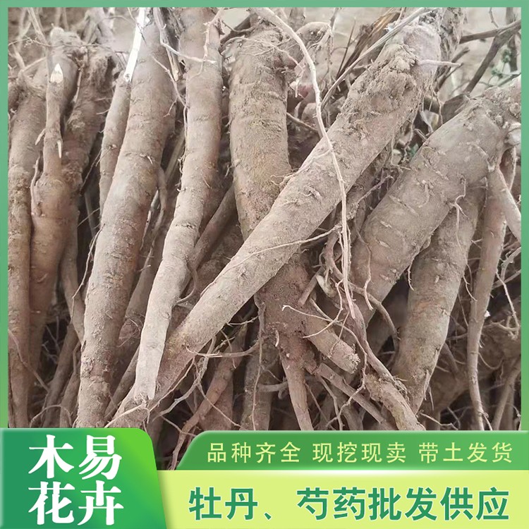芍药苗