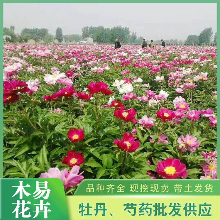 芍药小苗