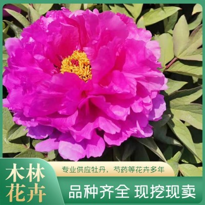 牡丹鲜切花批发图5