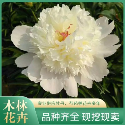 芍药鲜切花图5