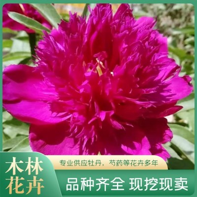 芍药鲜切花价格图4