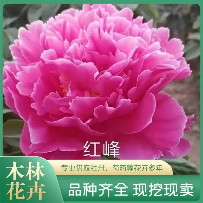 芍药鲜切花价格图5