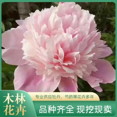 芍药鲜切花批发图4