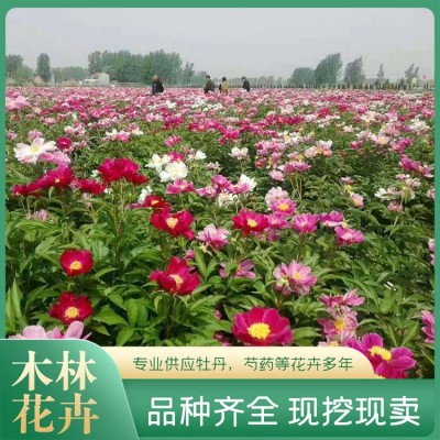 芍药苗批发图2