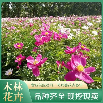 芍药小苗图4