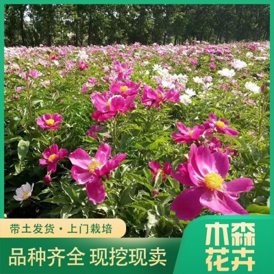 芍药苗批发图2