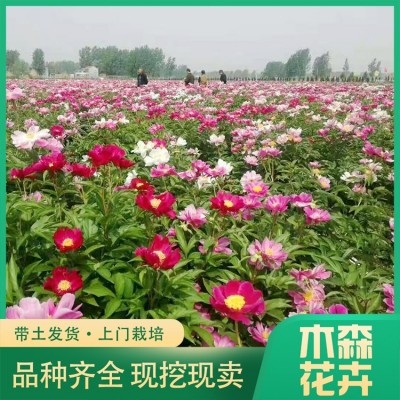 芍药小苗图5