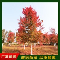 美国红枫/银红槭