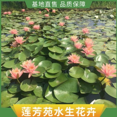 水生花卉种植图5