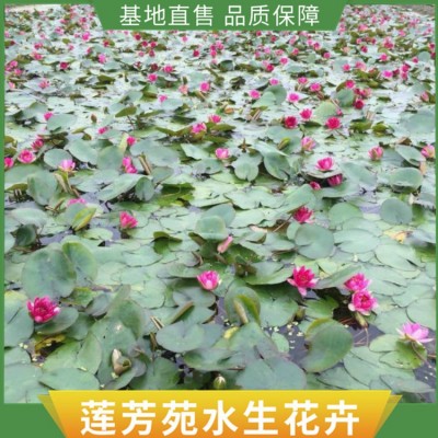 水生花卉种植图4