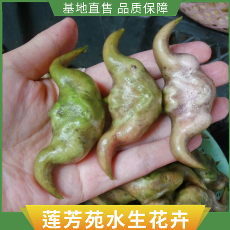 菱角种子批发 3.5元 斤