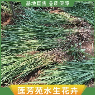 荻草苗图4