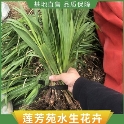 狼尾草种植图2