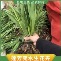 芦竹种植