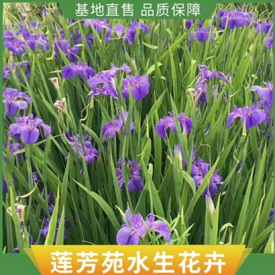 水芹种植图5