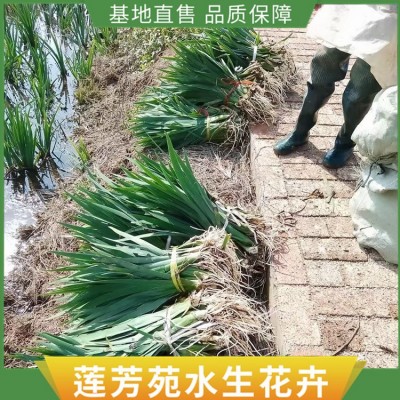 水生植物种植图2