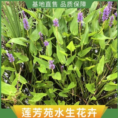 水生植物种植图5