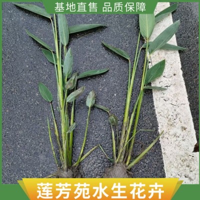 泽泻种植图4