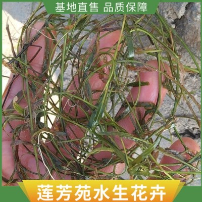 眼子菜种植图2