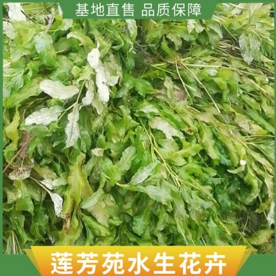 眼子菜种植图5