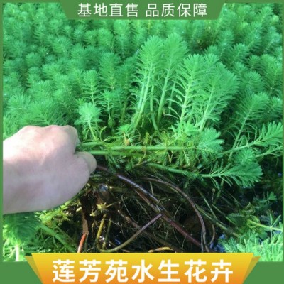 狐尾藻种植图2