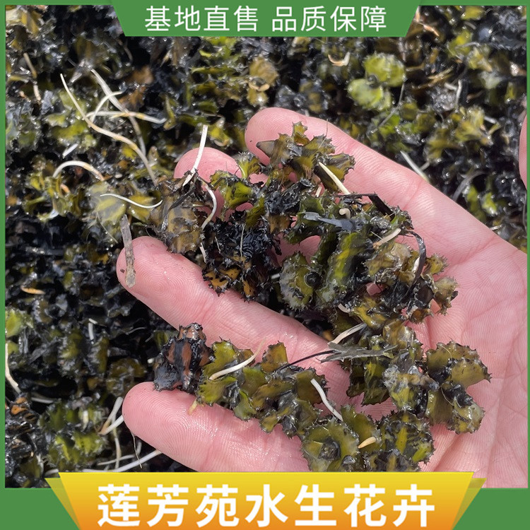 菹草芽孢 1.6元 斤