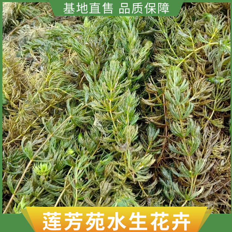 金鱼藻种苗 0.03元 株