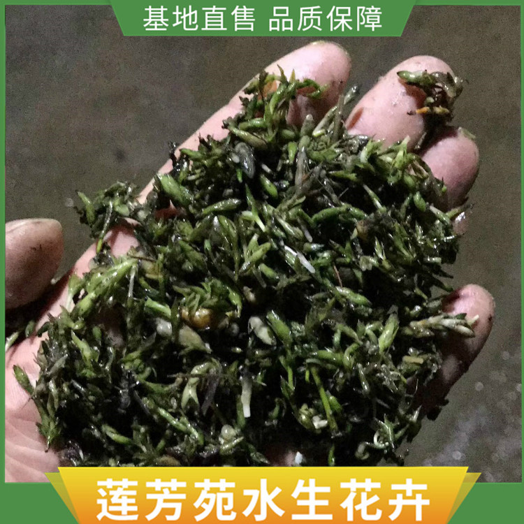 轮叶黑藻芽孢13元斤