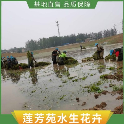 沉水植物批发图3