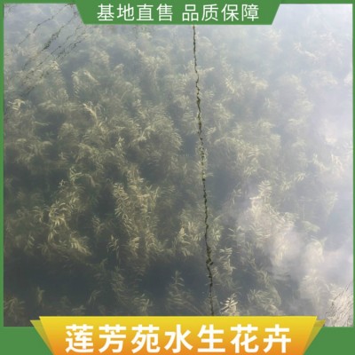 沉水植物批发图4