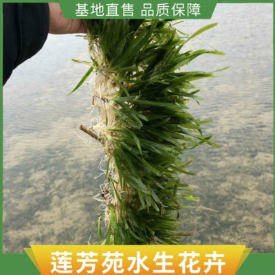 沉水植物种植图4