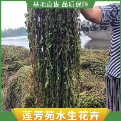 沉水植物种植图5