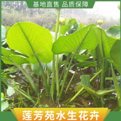 浮水植物图4