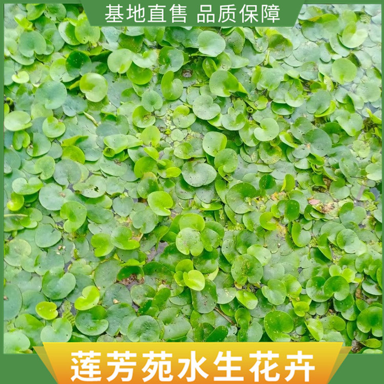 浮水植物 0.04元 株