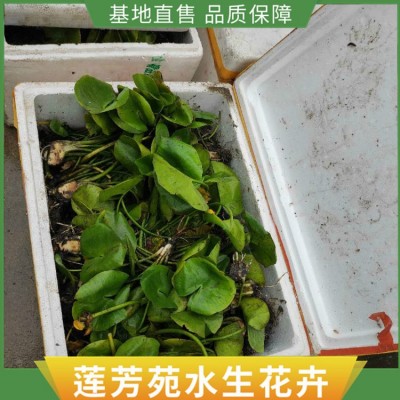 浮水植物批发图4