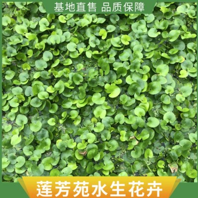 浮水植物种植图4