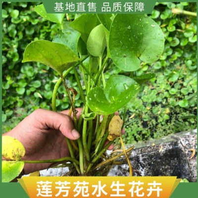 浮水植物种植图5