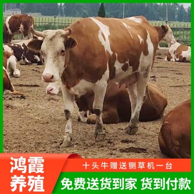 西门塔尔肉牛图2